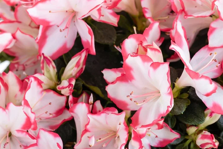 Rosa und weiße Alpenrose